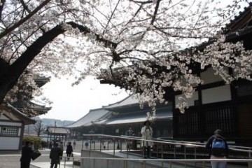 桜がきれいな東本願寺
